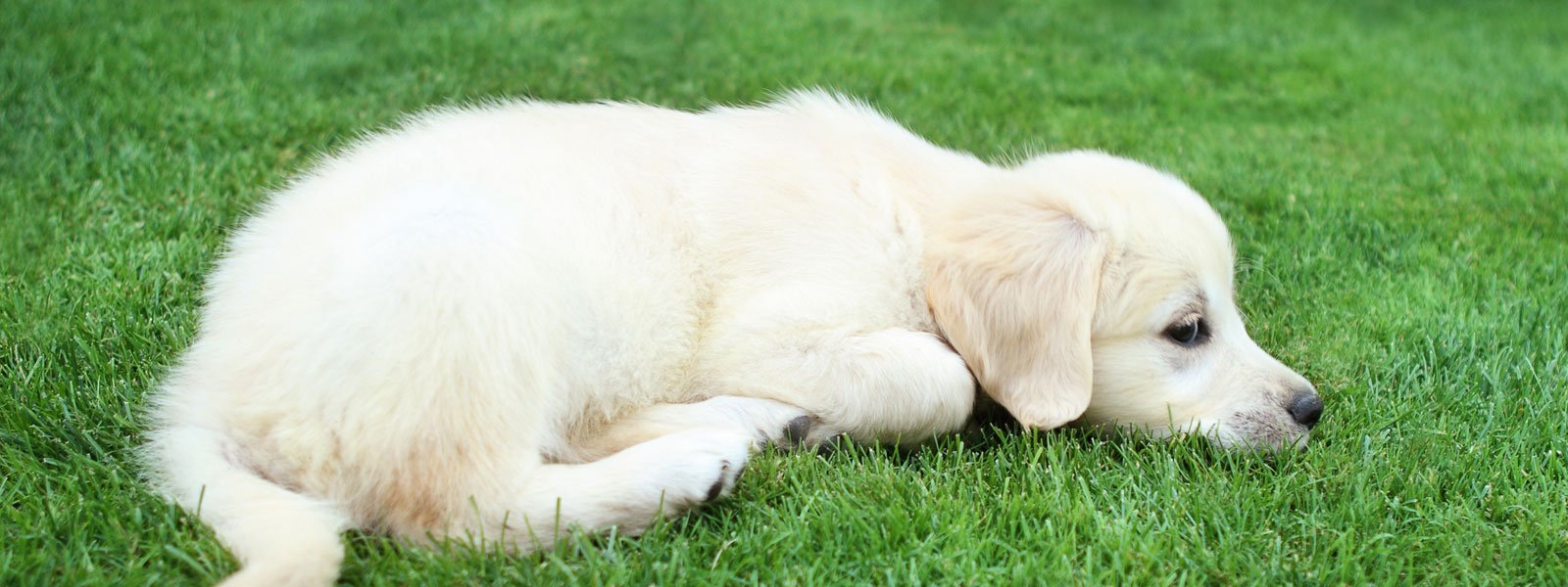 Golden Retriever Puppies for Sale Melbourne, VIC | K9 Breeders