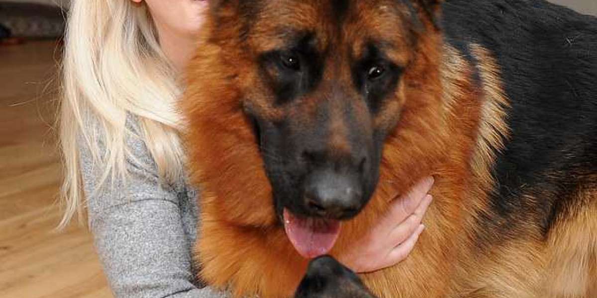 Why Buy German Shepherd Dog Switzerland Is Relevant 2024