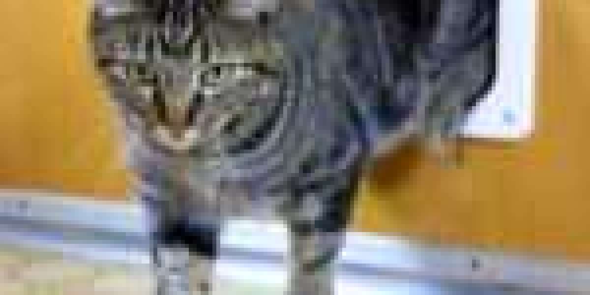 12 Facts About Top Cat Flap Installer To Bring You Up To Speed The Water Cooler