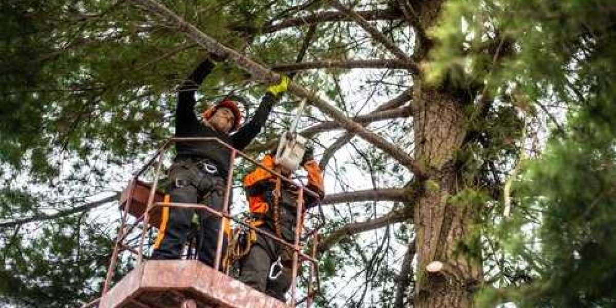 Tree Pruning Charlotte NC – Keeping Your Trees Healthy
